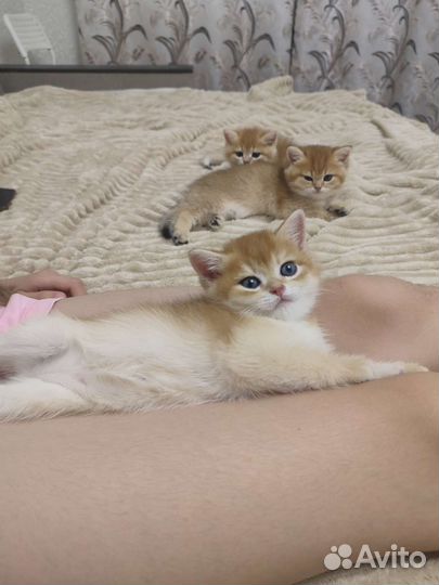 Британская золотая шиншилла