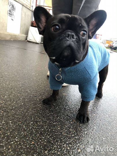 Французский бульдог вязка