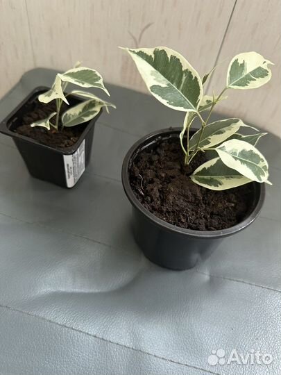 Фикус бенджамина пестролистный и зеленый