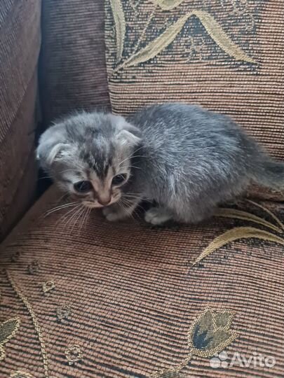 Вислоухие котята