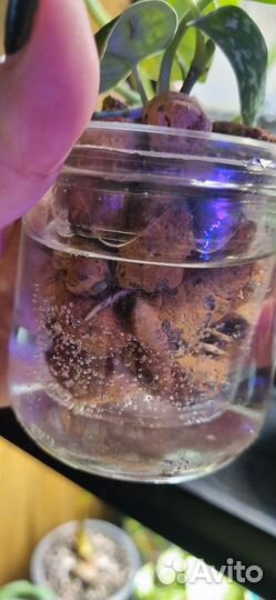 Сциндапсус пиктус