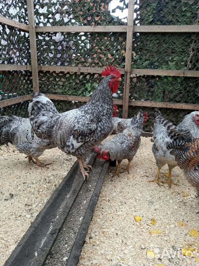 Петухи