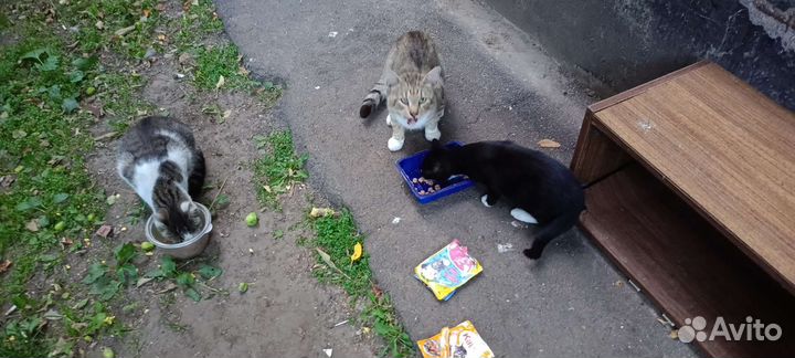 Черный котенок бесплатно