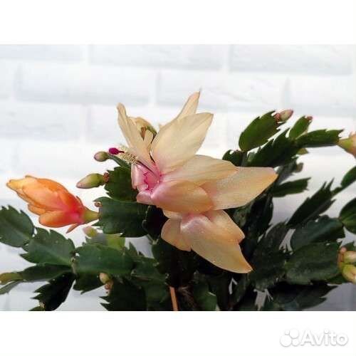 Шлюмбергеры (декабристы) подрощенные