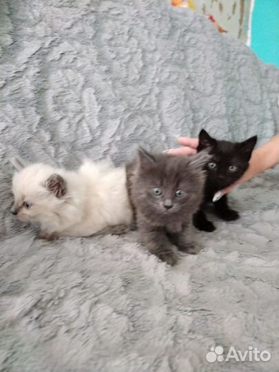 Котята