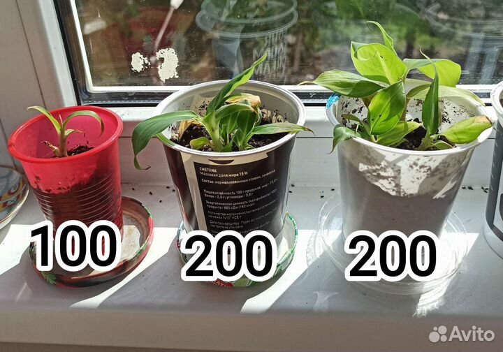 Банан Киевский карлик