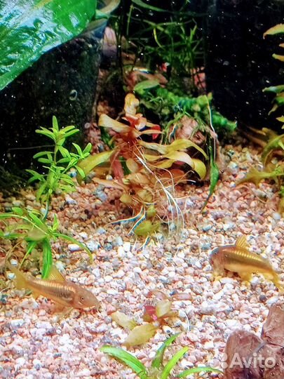 Грунт Пропант, Сайдекс, корм Тетра, рыбки