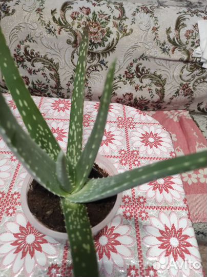 Комнатные цветы алоэ