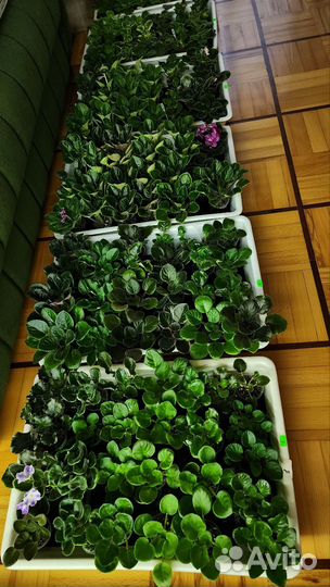 Фиалки сортовые