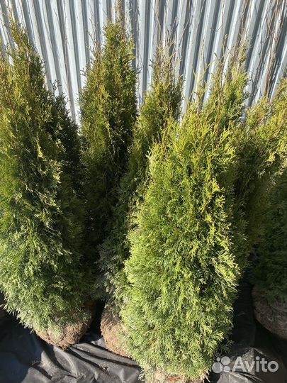 Туя смарагд 160 см