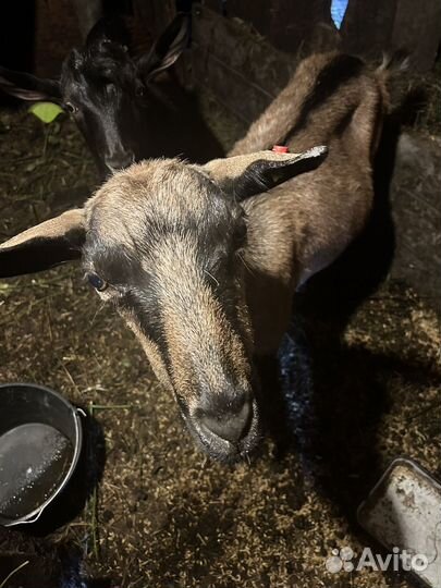 Коза дойная