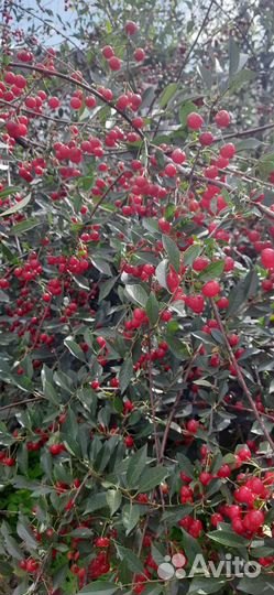 Вишня ягода свежая