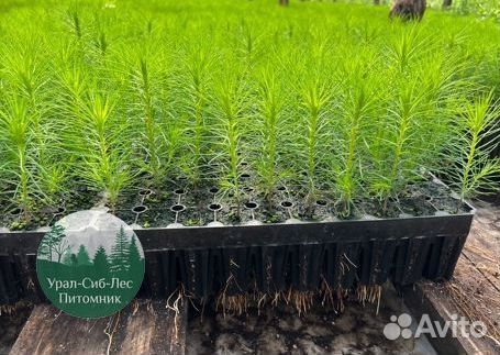 Сосна зкс окс сеянцы Ель Лиственница Голуб Горная
