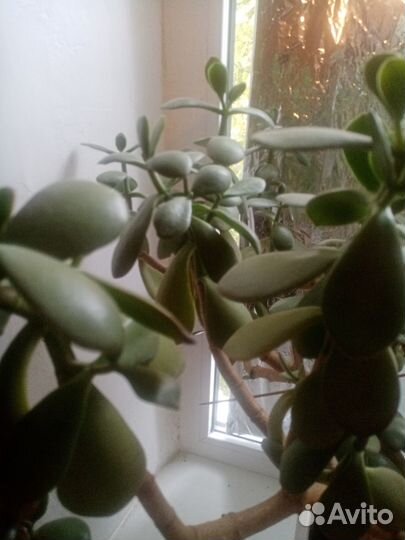 Денежное дерево большое