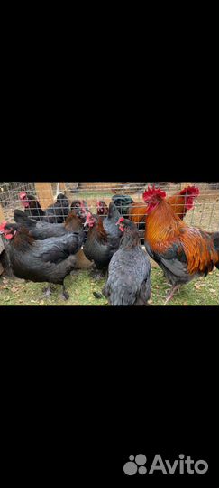 Маран Билефельдер Австролорп