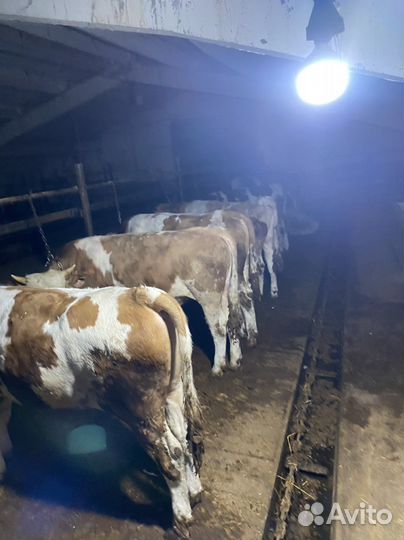 Быки на племя. Австрийский симменталь