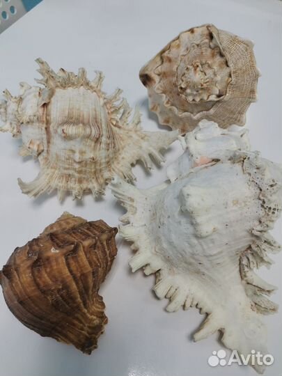 Большая морская раковина