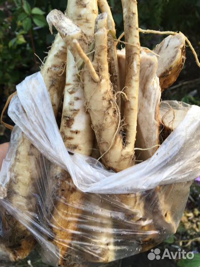 Корень хрена