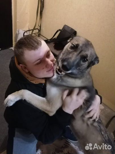 Помогу с воспитанием собак