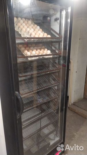 Инкубатор для яиц автоматический