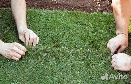 Продажа Рулонного газона