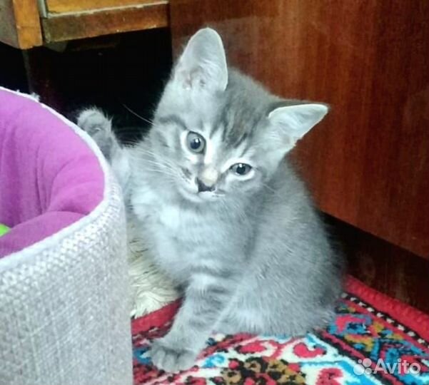 Котята ищут дом