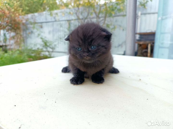 Котята Шотландские