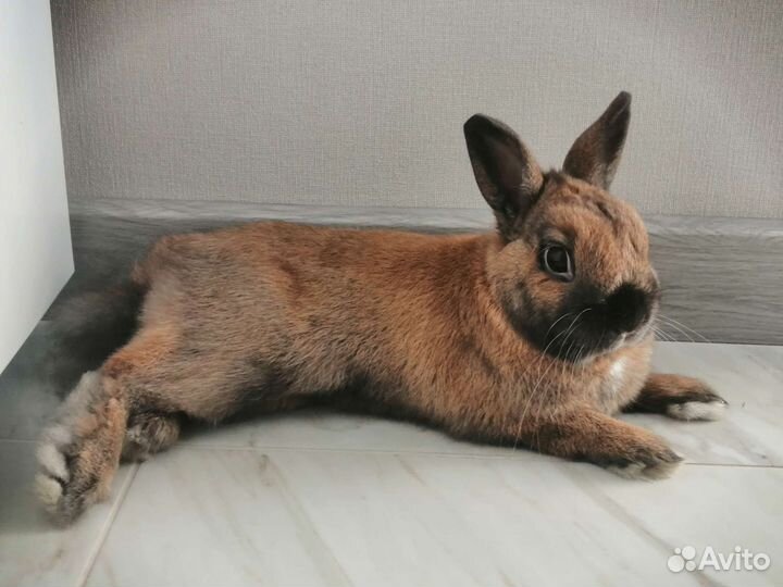 Кролик для вязки