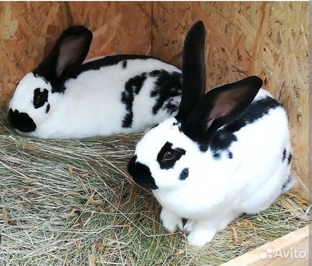 Кролики породы 