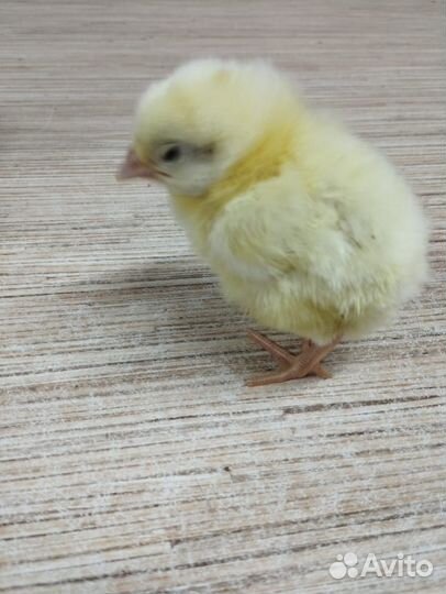 Цыплята бройлеры росс 308