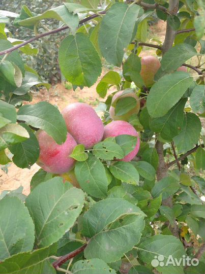 Подвой яблони 54-118