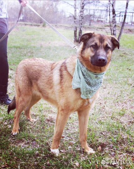 Пёс Бурбон ищет дом