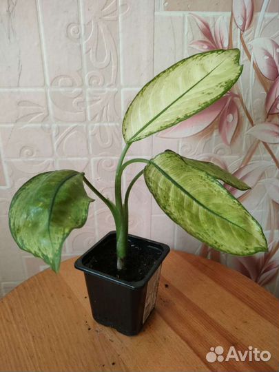 Диффенбахия в ассортименте