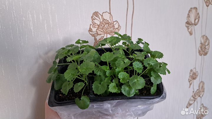 Кампанула (невеста)