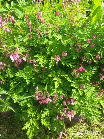 Рассада многолетних цветов