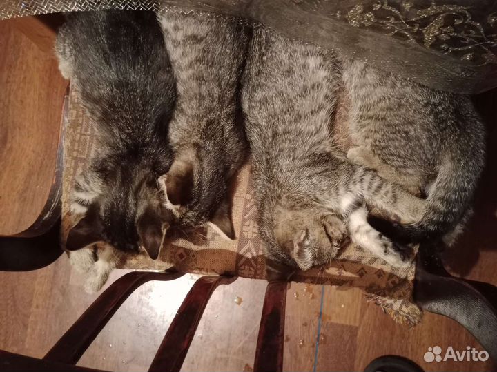 Кошки в добрые руки