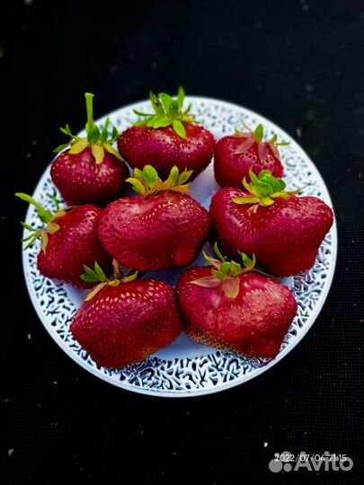 Клубника 36 сортов позднего срока