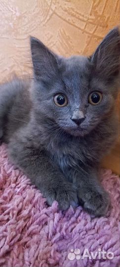 Британский кот