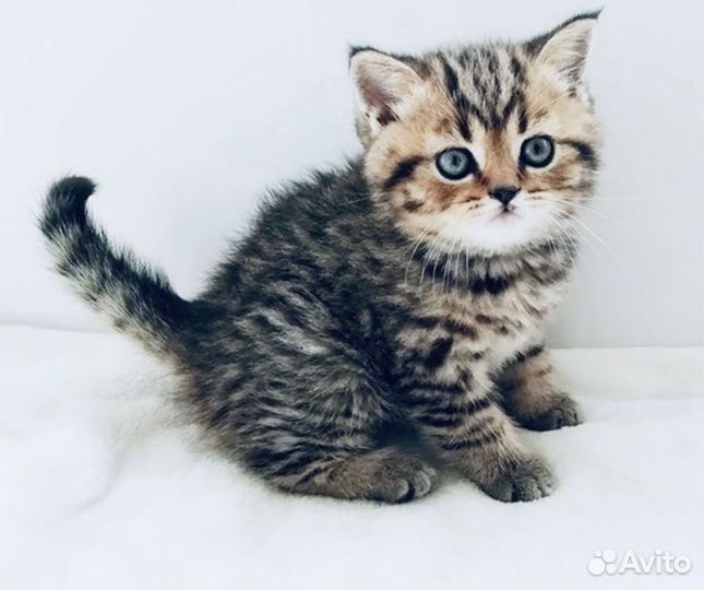 Котята