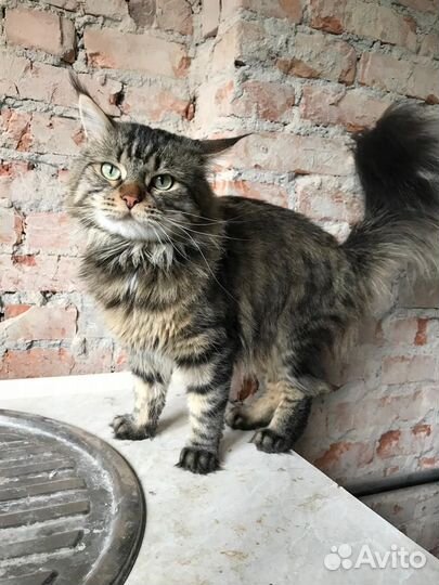 Котик в дар