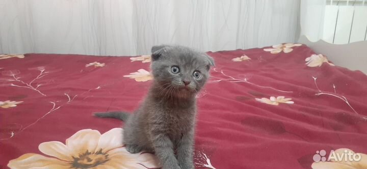 Отдам в хорошие руки вислоухих котят