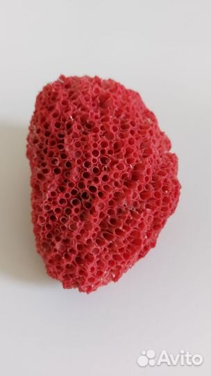 Красный коралл и черноморская ракушка