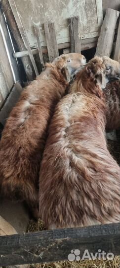 Курдючные бараны