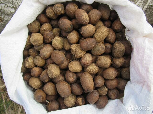 Помет (навоз) лося и благородного оленя