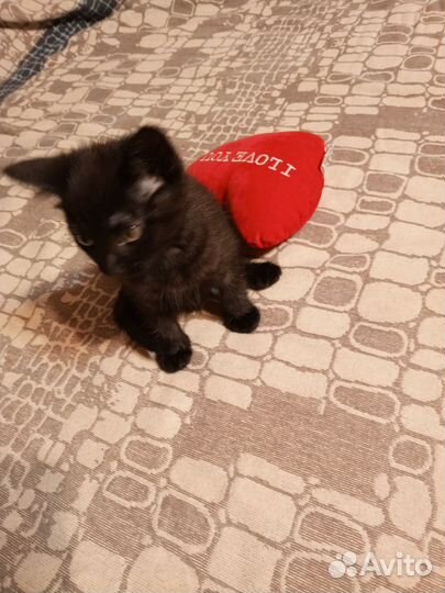 Кошки породистые бесплатно