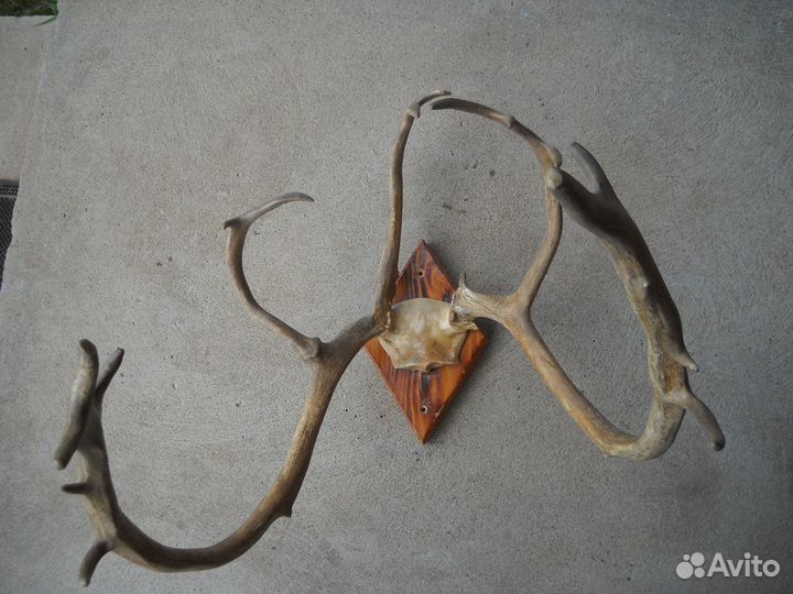 Рога оленя