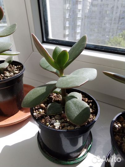 Комнатные цветы