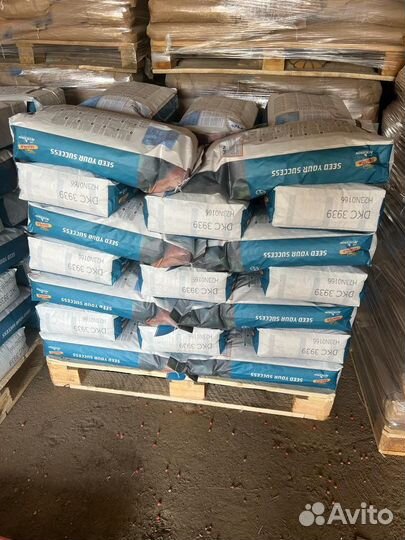 Семена кукурузы