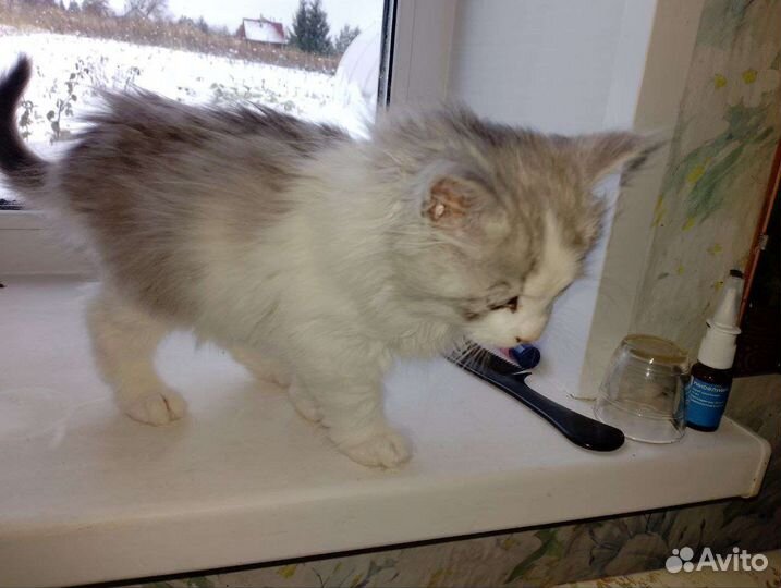 Котёнок мальчик