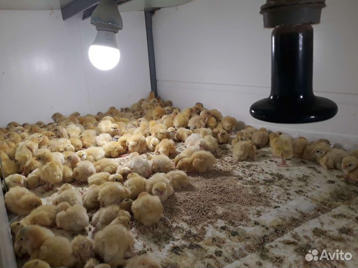 Суточные перепелята Техасский Белый,Феникс Золото